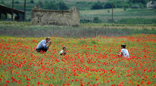 A sea of poppies near Bonnieux